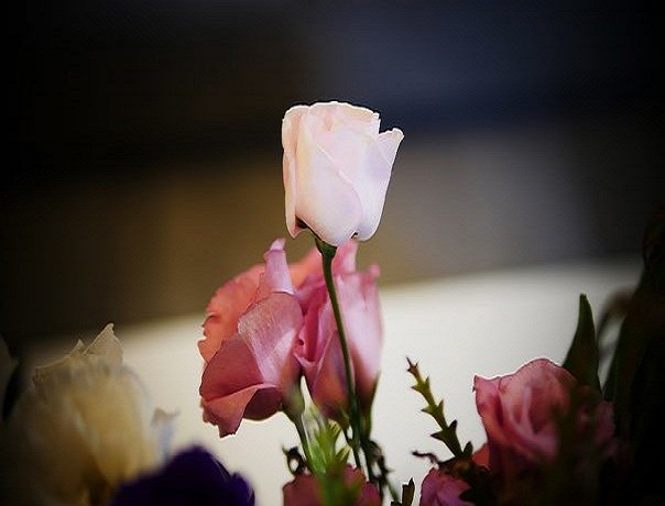 Růže. skládačky online