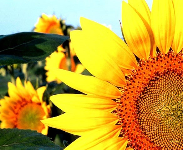 Floarea soarelui. puzzle online