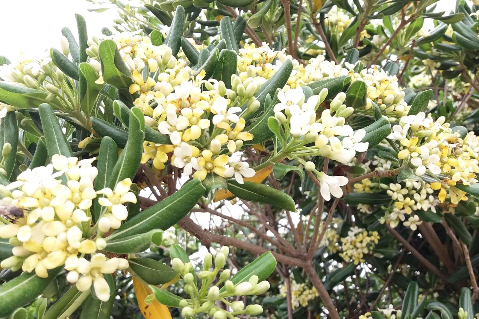 A beautifully blooming shrub. online puzzle