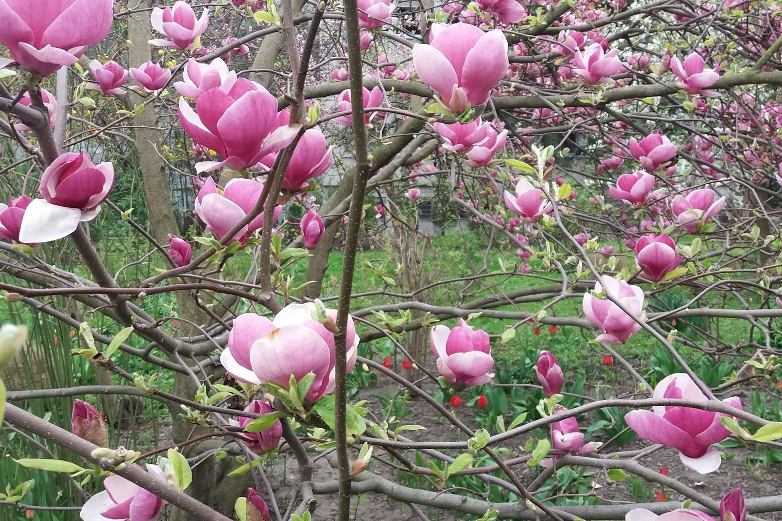 Herinnering aan magnolia's van mei. legpuzzel online
