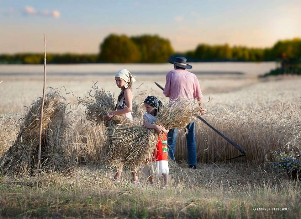 Harvest in the countryside. online puzzle