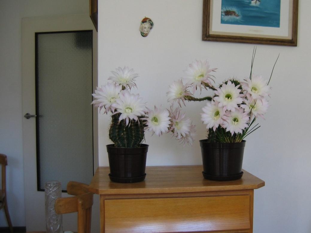 Rijke cactusbloemen. legpuzzel online
