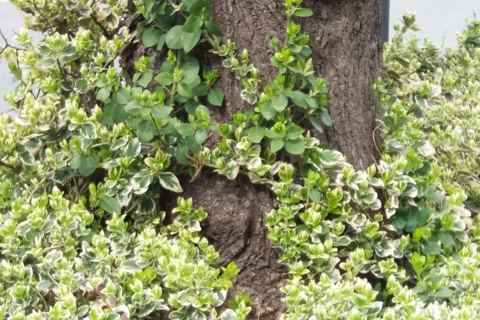 Ein kletternder Euonymus auf einem Baumstamm. Online-Puzzle