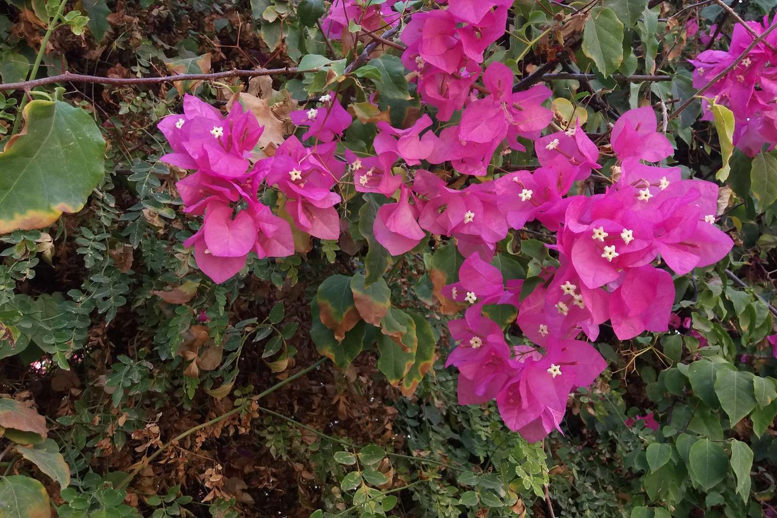 Hermosas flores de escalada de colores. rompecabezas en línea