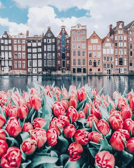 Tulips and tenements, Amsterdam jigsaw puzzle online