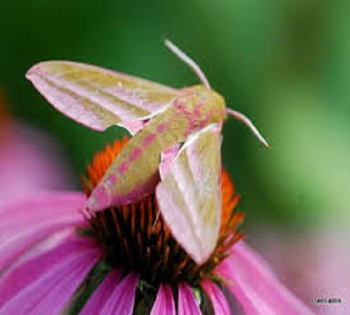 Butterfly and Echinacea. online puzzle