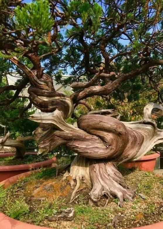 Велике дерево пазл онлайн