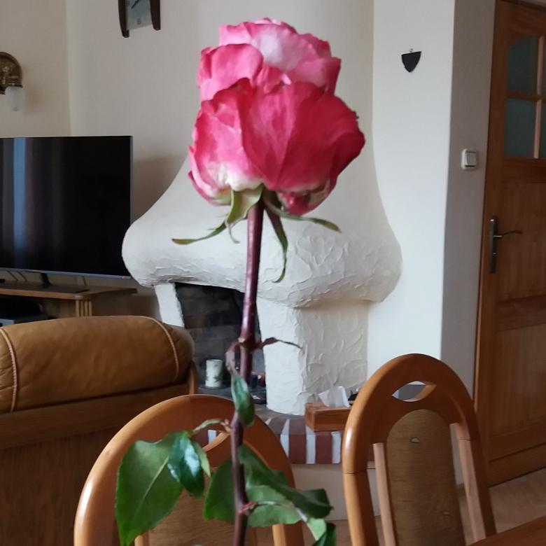 Osamělá růže online puzzle