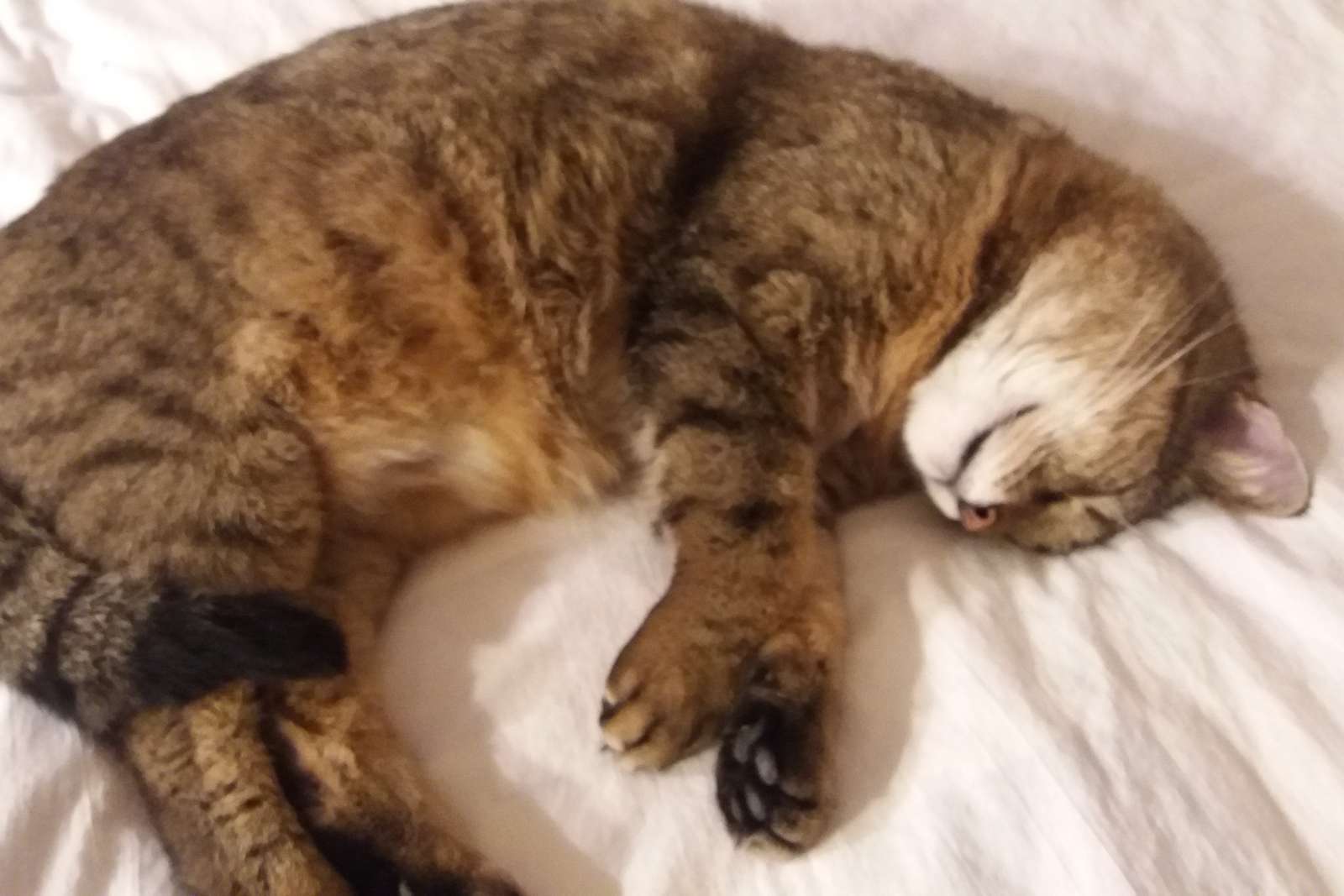 Сплячий кіт. пазл онлайн