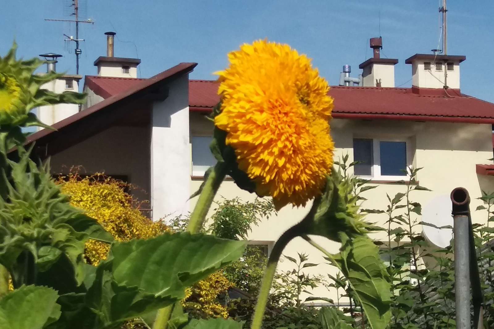 Жълто есенно цвете на фона на къщата. онлайн пъзел