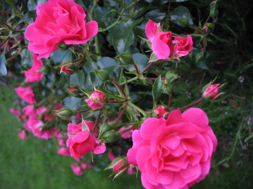J'aime les roses sous n'importe quelle forme онлайн пъзел