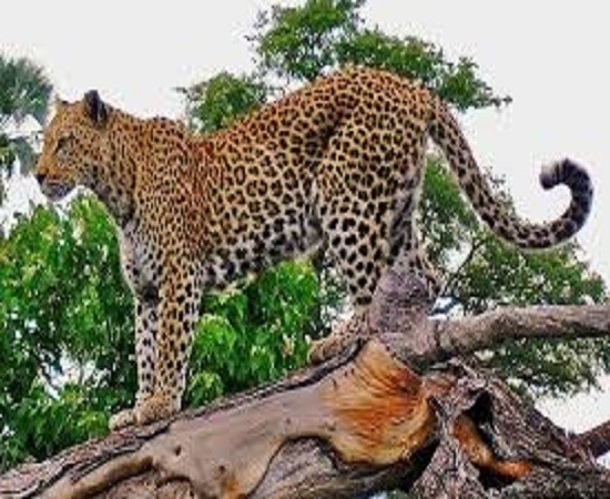Leopardo quebra-cabeça