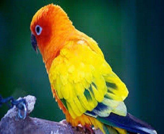 Papoušek skládačky online