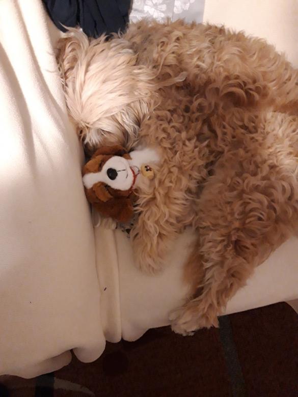 un mignon chien shaggy avec un jouet en peluche puzzle en ligne
