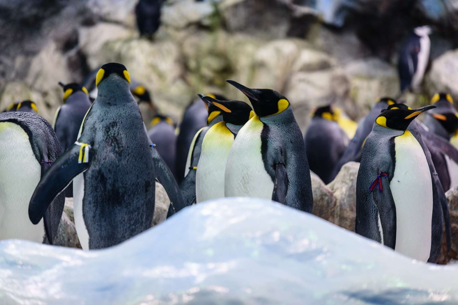 Οι πιγκουίνοι περπατούν online παζλ