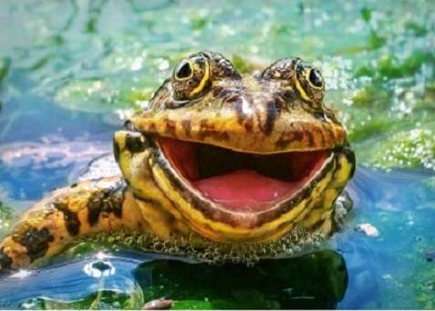 Velká žába skládačky online