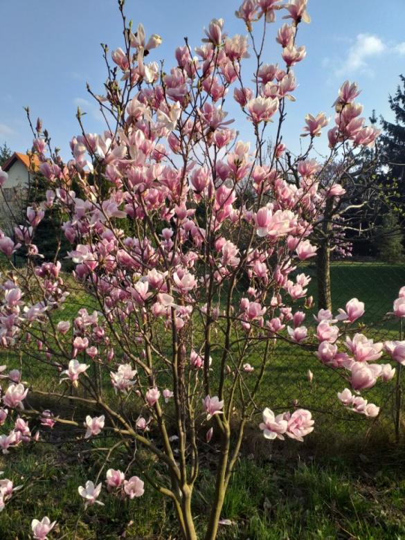 magnolia online puzzel