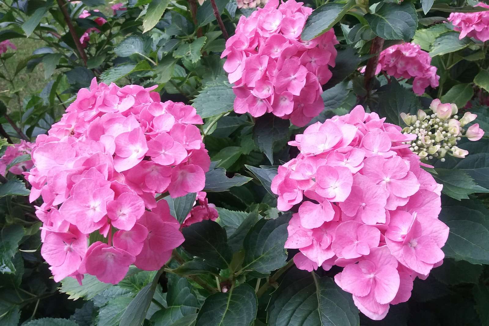 Gyönyörű rózsaszín és zöld. kirakós online