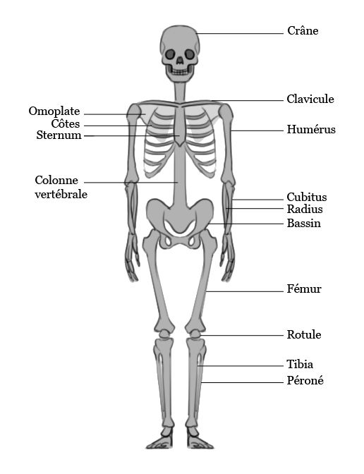 σκελετός online παζλ