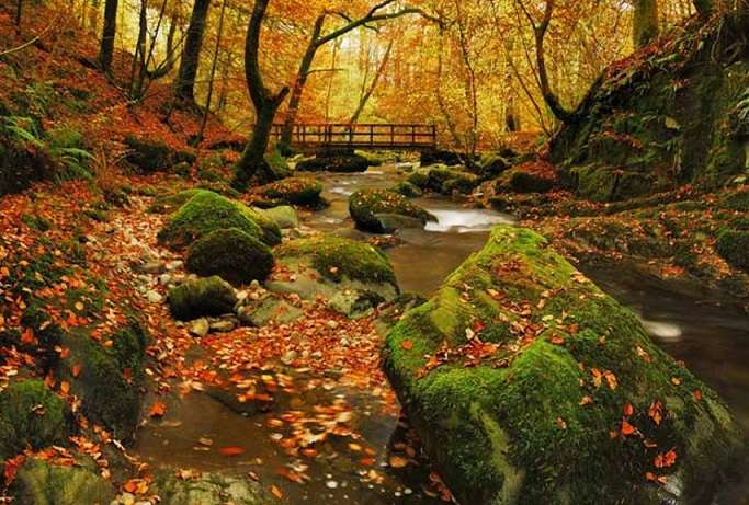 Herbst im Wald. Online-Puzzle