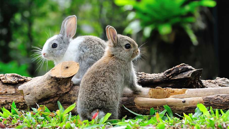 Красивые кролики онлайн-пазл