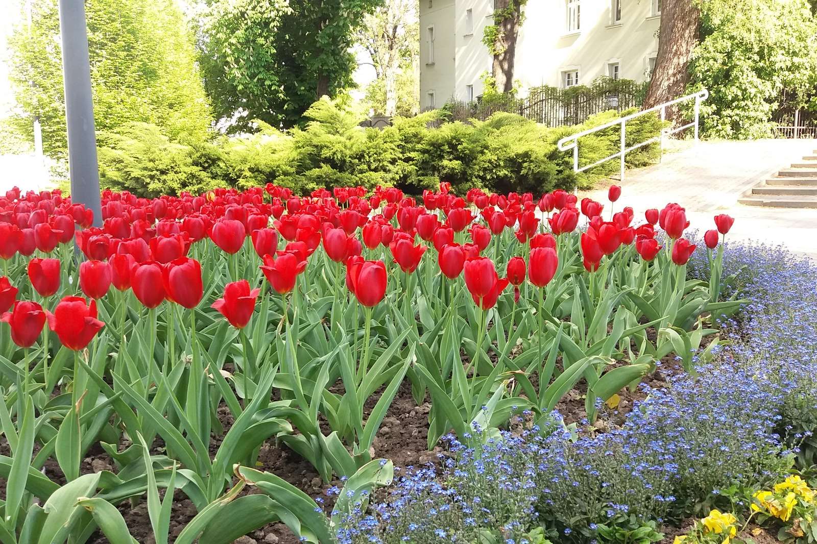 Červené tulipány skládačky online