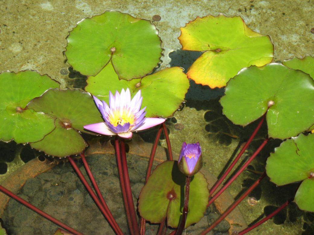 Květiny na rybníku. online puzzle