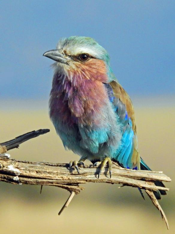 Pasăre kraska cu sân lila puzzle online
