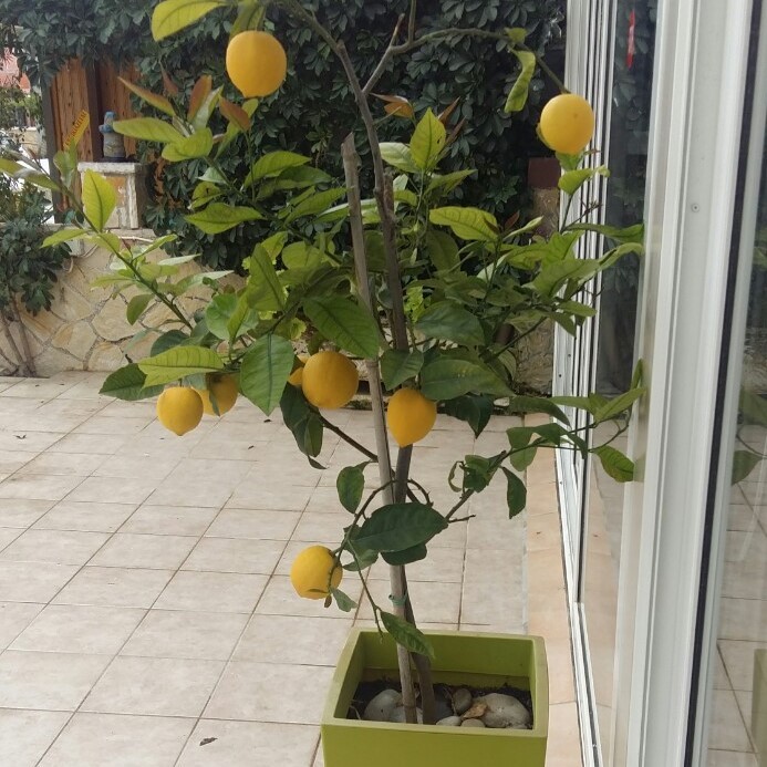 Fruiting lemon in a pot. online puzzle
