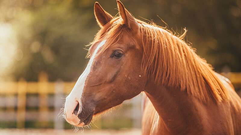 άλογο στη φύση online παζλ