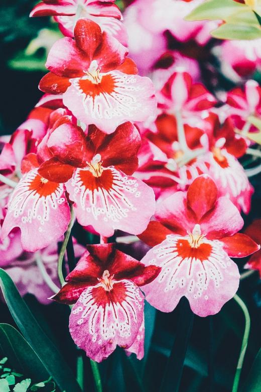 Rózsaszín orchidea online puzzle