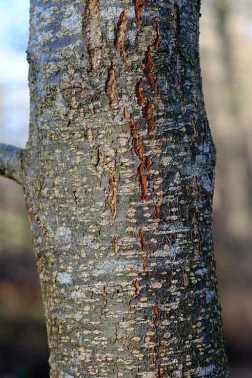 нове зло лісове дерево пазл онлайн