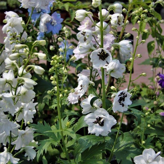 Φυτώριο καλλωπιστικών φυτών σε Giedlarowa. παζλ online