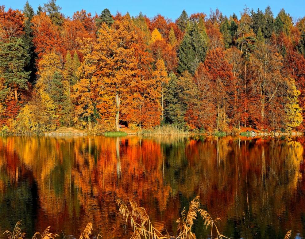 Herfst gekleurde bomen online puzzel