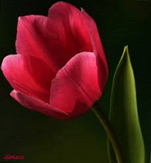 Egy tulipán. kirakós játék