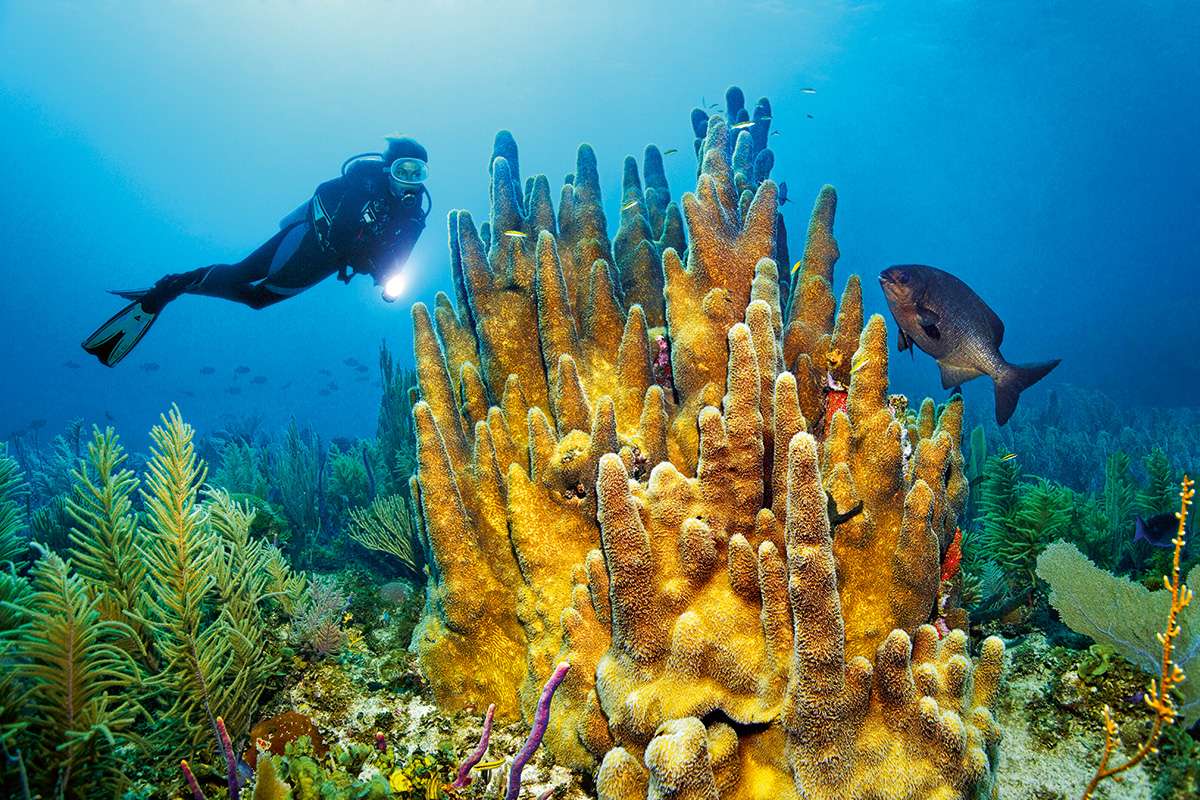 Die Unterwasserwelt Kubas. Online-Puzzle