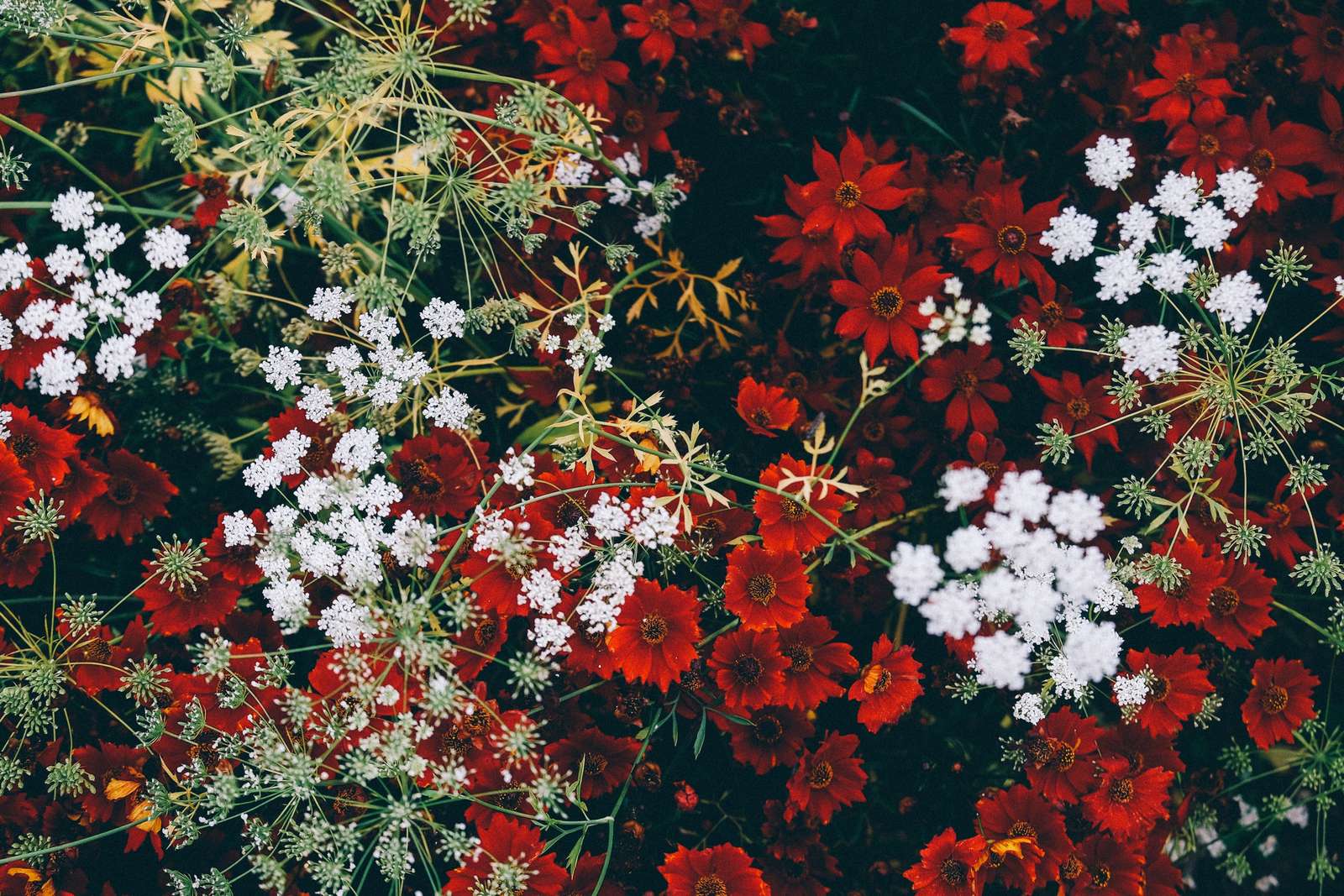 Flores blancas y rojas rompecabezas en línea