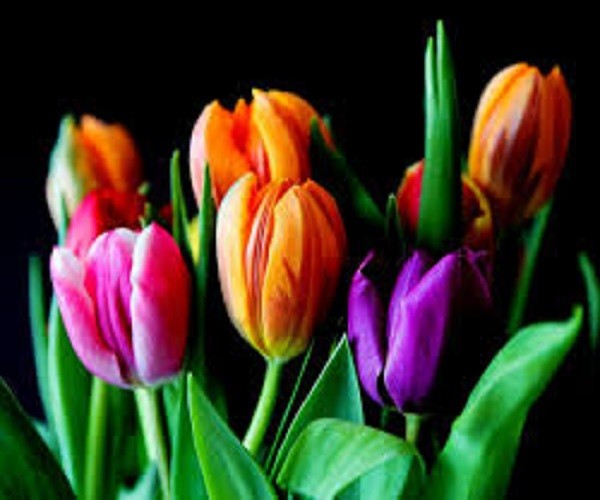 Tulipanes rompecabezas en línea