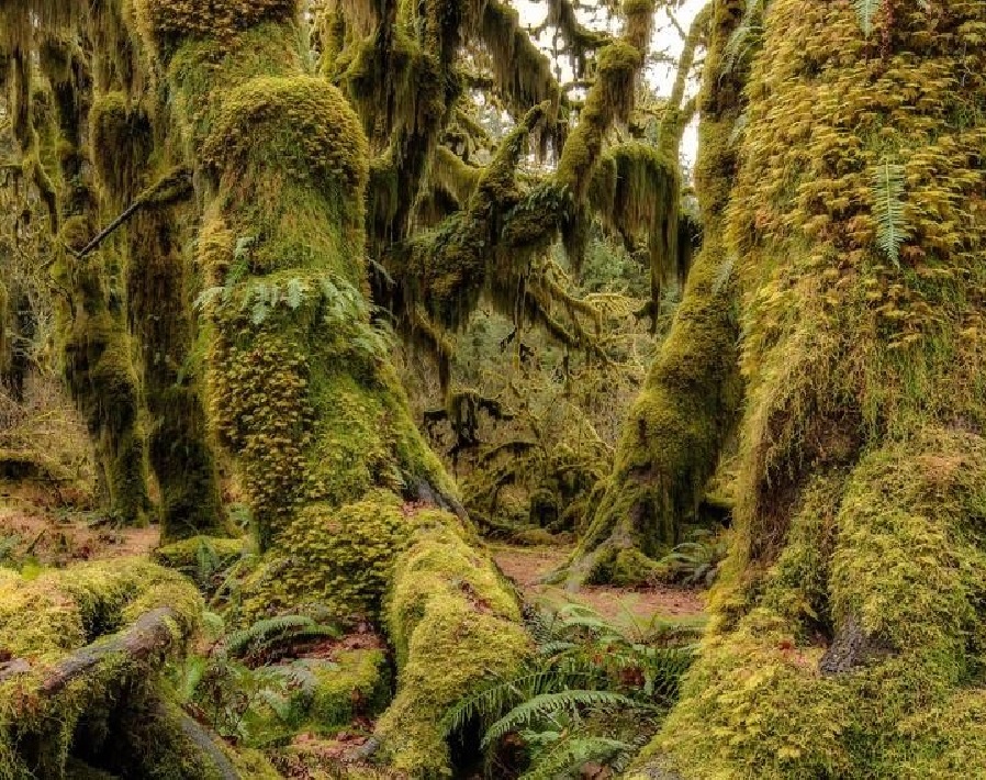 Mossy forest kirakós online