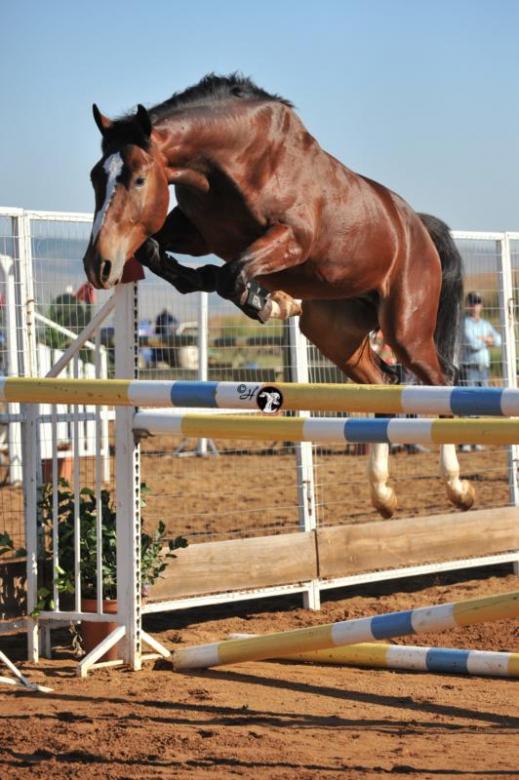 meu cavalo está pulando de novo! puzzle online