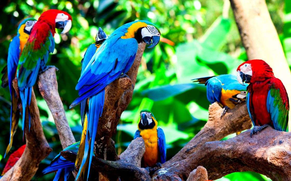 Μπλε και κόκκινα πουλιά παζλ online