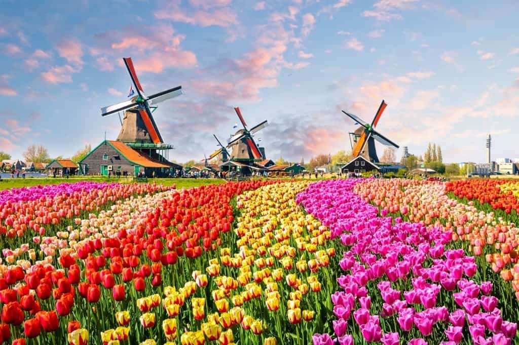 ¿Dónde están los tulipanes y molinos de viento? rompecabezas en línea