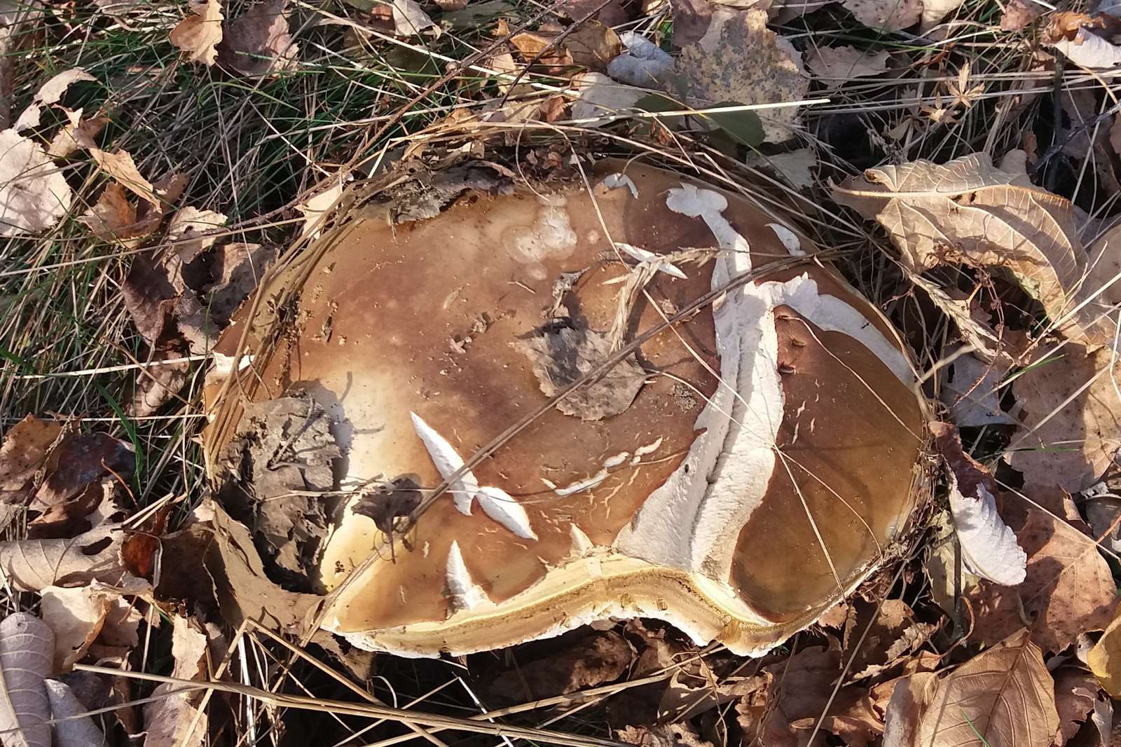 O adevărată ciupercă uriașă. puzzle online