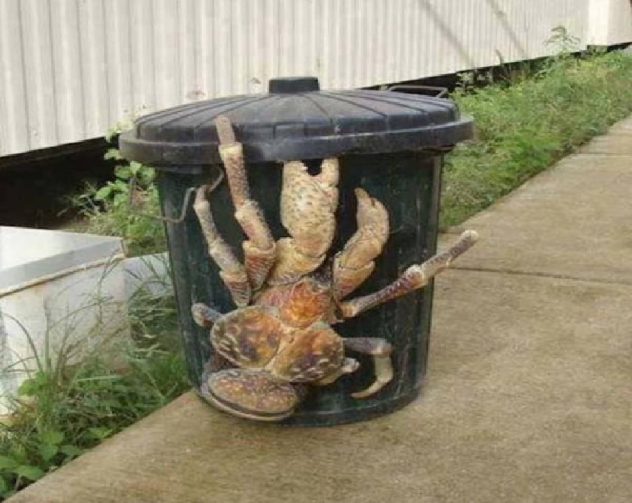 Crab in the trash jigsaw puzzle online