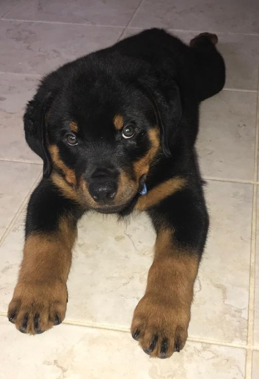 my baby rottweiler online puzzle