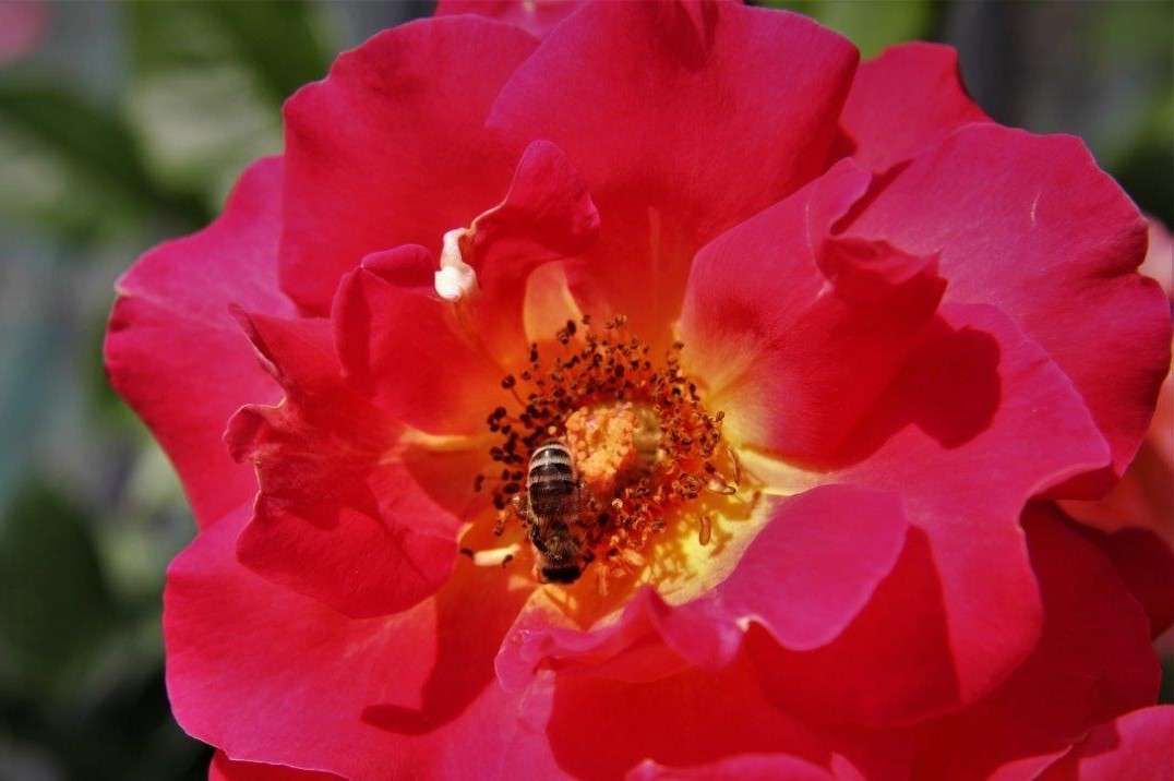En blomma med ett bi. pussel på nätet