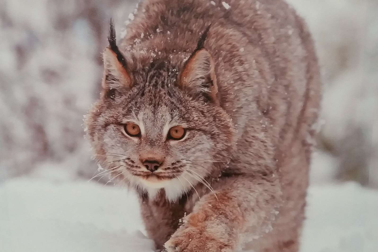 Lynx en invierno. rompecabezas en línea