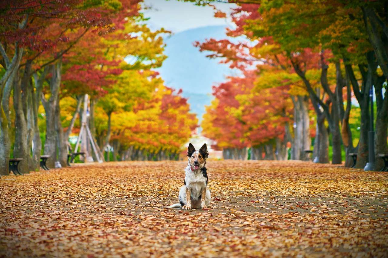 Malý pes na podzim v parku online puzzle