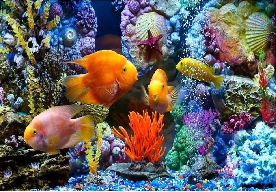 Aquarium oder Natur Online-Puzzle