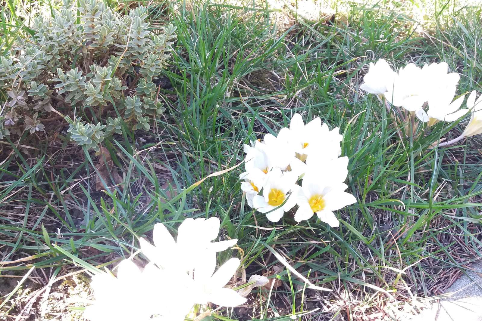 Споменът за пролетните цветя. онлайн пъзел